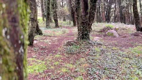 Amazing forest with old trees with moss in a autumn day Stock Footage 220221767