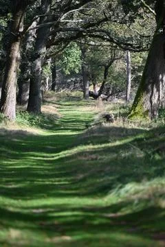 Amazing forest path with sunbeams going through Stock Photos
