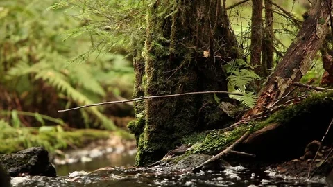 Amazing forest stream Stock Footage 79781081