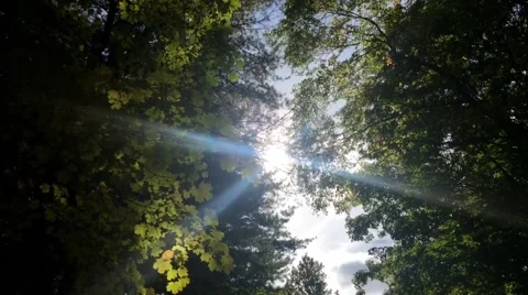 Amazing Forest Sun Burst Pan Stock Footage