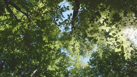 Amazing forest top view in 4K. Stock Footage 112994853