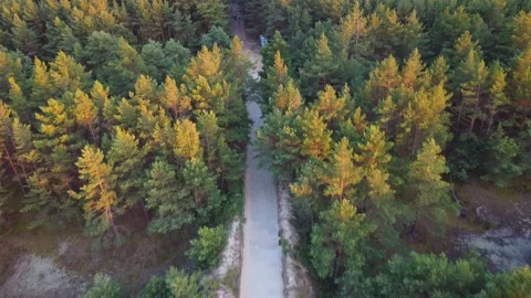Amazing forest view with soft light surrounding the trees. Ray of light. Stock Footage 211301717