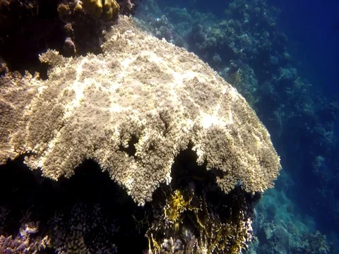 Amazing forms of coral reef Stock Footage 73562521