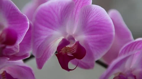 Amazing fresh flowers Stock Footage 45280497