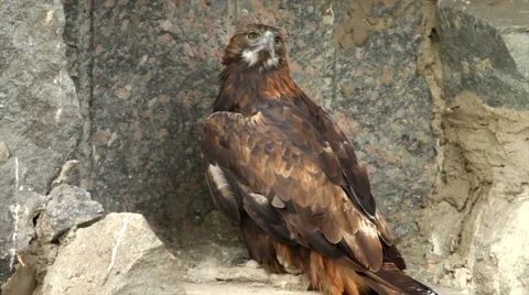 Amazing full-length golden eagle, Aquila chrysaetos, on rocky background. Stock Footage 43674678