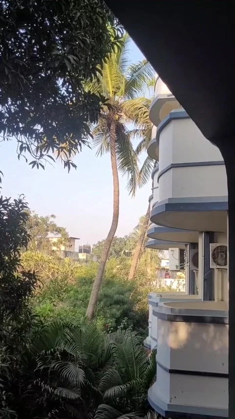 Amazing funny Monkey jumps tree to building in Odisha 스톡 동영상 237433979