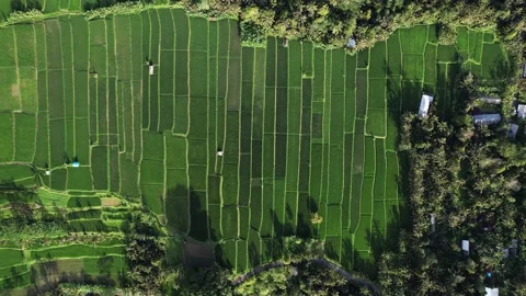 Amazing geometry of rice fields at Bali, aerial top-down shot Stock Footage 231044414