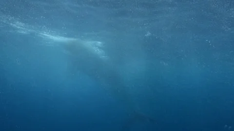 Amazing Great White Shark Attacks Chum Line Shark Cage Dive Port Lincoln Stock Footage 122946169