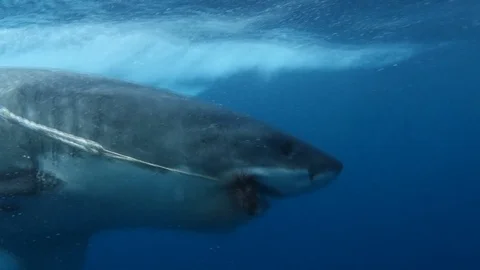 Amazing Great White Shark Attacks Chum Line Shark Cage Dive Port Lincoln Stock Footage 122946187