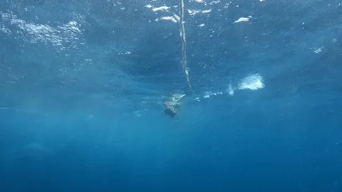 Amazing Great White Shark Attacks Chum Line Shark Cage Dive Port Lincoln Stock Footage 122946218