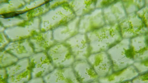 Amazing Green life under microscope. 400x times magnification. Smooth focusing Stock Footage 252806712