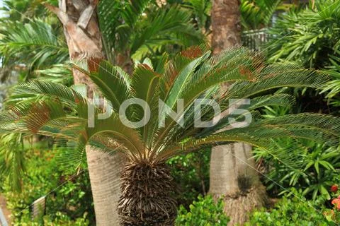 Amazing green plants. Nature background. Aruba island nature. Stock Photos