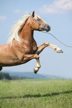 Amazing haflinger stallion prancing in front of nice sky Stock Photos