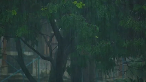 Amazing  heavy rain falling down in the park. Stock Footage 115907549
