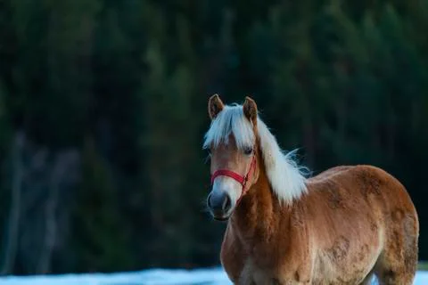 Amazing horses Stock Photos