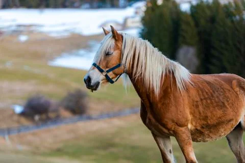 Amazing horses Stock Photos