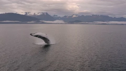 Amazing Humpback Whale breaching in front of Alaska glacier at sunset Stock Footage