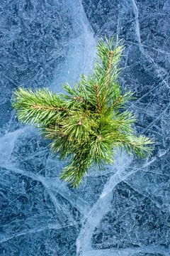 Amazing ice with patterns and pine twigs in the style of a flat lay. A lot of Stock Photos
