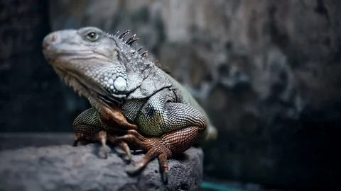 Amazing Iguana Stock Footage 81296037