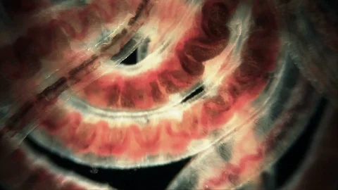 Amazing illuminated red worms under the microscope, xray Stock Footage 106073582
