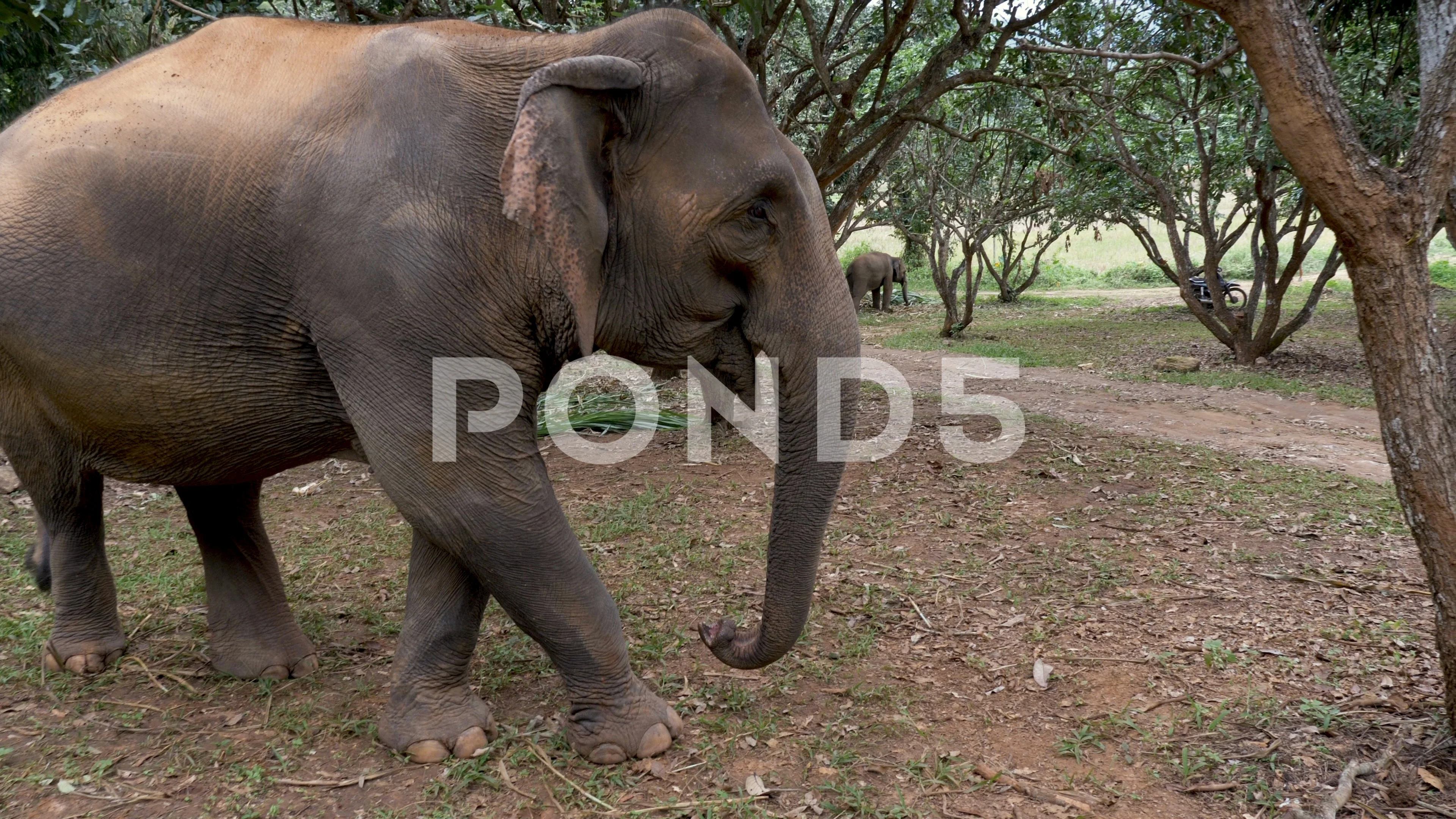 Amazing Indian Elephant Walking Away In Slow Motion And Following Its Owner Video 102772500