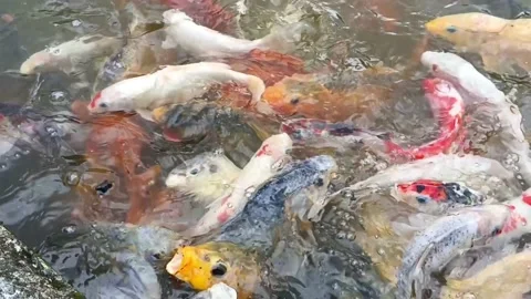 AMAZING KOI FISH Video stock 231994754