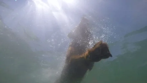 Amazing Labrador view from underwater Stock Footage 75571478