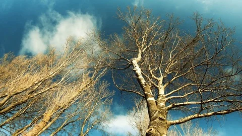 Amazing lake view with trees Video stock 99790995