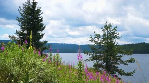 Amazing landscape of the forest lake with pine trees and mountains  Stock Footage 136076239