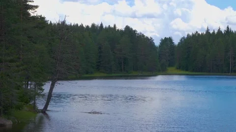 Amazing landscape of the forest lake with pine trees and mountains  Stock Footage 136079340