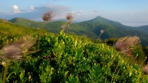Amazing landscape with magic flowers Stock Footage 112746147
