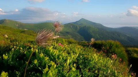 Amazing landscape with magic flowers Stock Footage 112746268