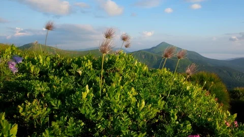 Amazing landscape with magic flowers Stock Footage 112746381