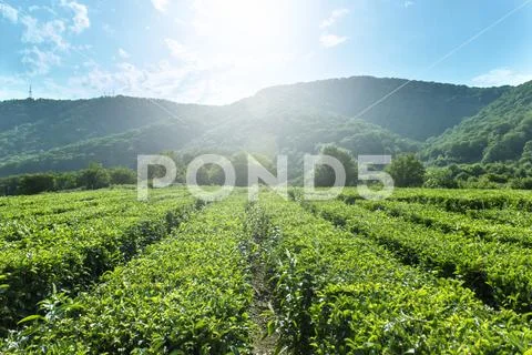 Amazing landscape view of tea plantation in sunny day. Nature background with Stock Photos