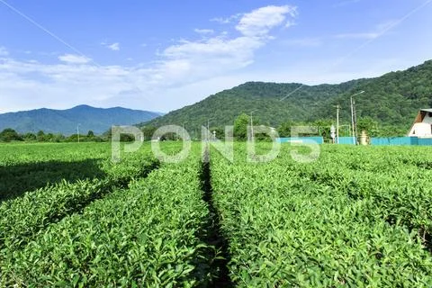 Amazing landscape view of tea plantation in sunny day. Nature background with Stock Photos