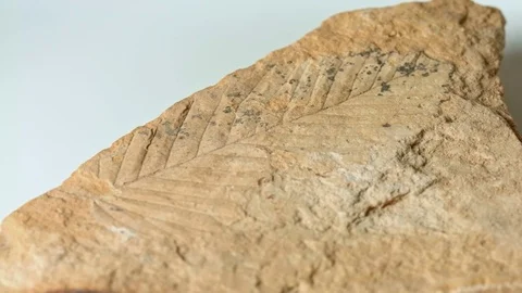 Amazing leaf fossil on white from same Oregon formations as John Day Fossil Beds Stock Footage 81735881