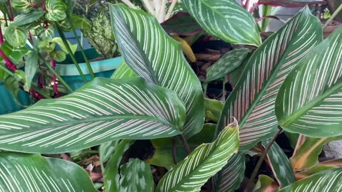 Amazing leaf of pin-stripe calathea Stock Footage 203442666