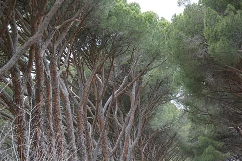 Amazing looking of road surrounded by trees in Elescorial, Spain Stock Photos
