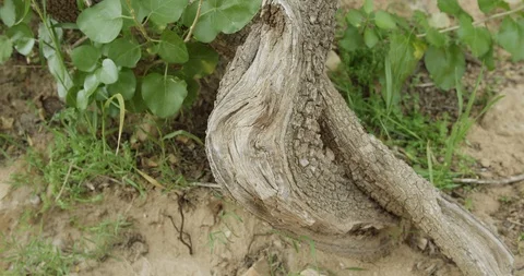 Amazing looking tree established from bottom to top Stock Footage 104057556