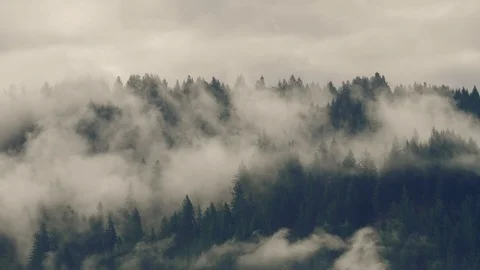 Amazing low clouds moving across tall evergreen trees Timelapse Vidéo 107042244