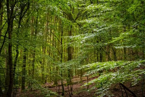 Amazing lush green forest in Soderasen national park, Scania southern Sweden Fotos Stock