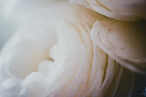Amazing Macro Flower Petals Background. Photo With Film and Grain Effect Stock Photos