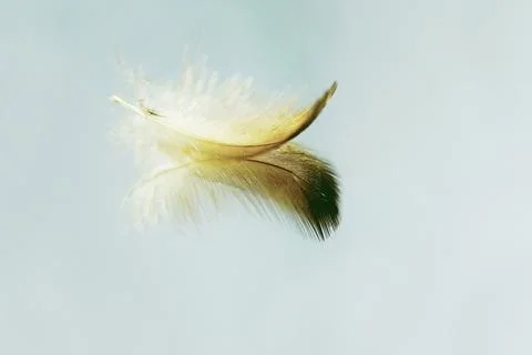 An amazing macro image of a feather on a mirror with a beautiful reflection.. Stock Photos