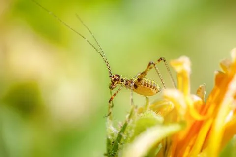 Amazing macro Foto stock
