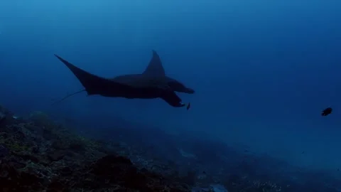 Amazing Manta Ray under water Stock Footage 242829374