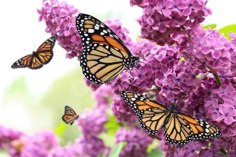 Amazing monarch butterflies in lilac garden, closeup Stock Photos
