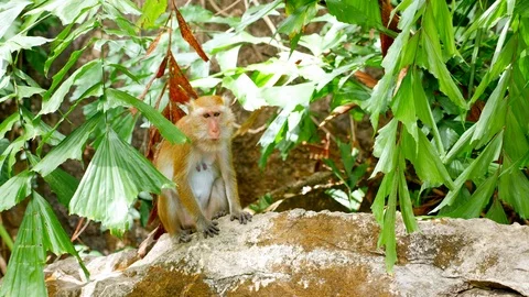 Amazing monkey standing on a rock | 4K Stock Footage 126586748