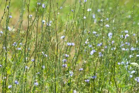 Amazing multiple common chicory landscape image of Stock Photos
