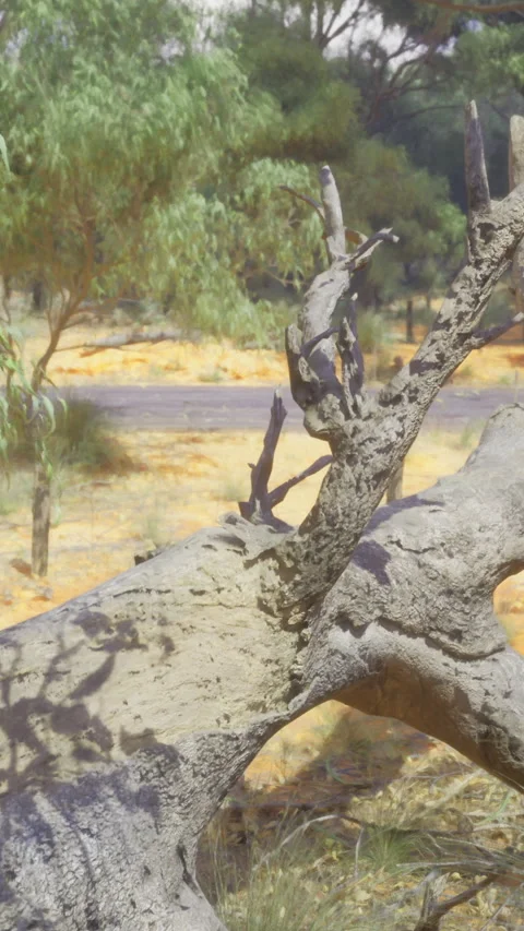 Amazing natural landscape featuring a fallen tree in Australia Stock Footage 329631261