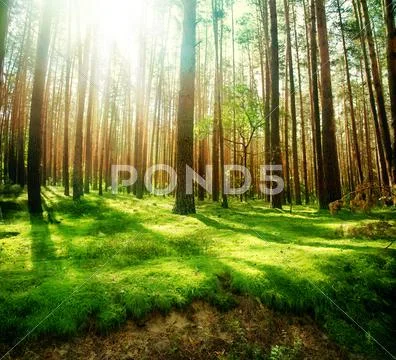 Amazing Nature 3 Stock Photos